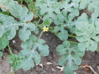 Tobacco seedlings 7-29-18 watermelon.jpg