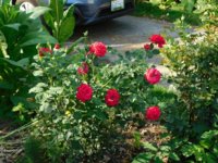 Tobacco seedlings 7-29-18 roses.jpg