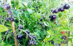 IMG_20180801_195311.jpg