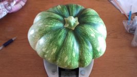 Butternut (2) 20180730.jpg