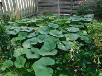 Tobacco seedlings 8-5-18 veggie squash all over the place.jpg