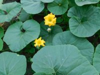 Tobacco seedlings 8-5-18 veggie squash blooms.jpg