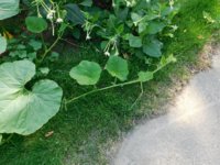 Tobacco seedlings 8-5-18 veggie squash.jpg