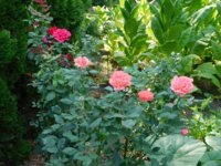 Tobacco seedlings 8-5-18 veggie roses.jpg