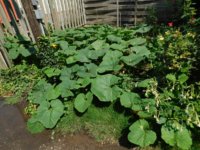 Tobacco seedlings 8-12-18 squash.jpg