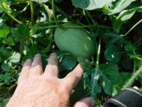 Tobacco seedlings 8-19-18 watermelon.jpg