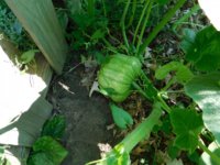 Tobacco seedlings 8-19-18 veggie squash.jpg
