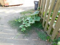 Tobacco seedlings 8-19-18 veggie squash escapee.jpg