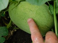Tobacco seedlings 8-26-18 watermelon.jpg