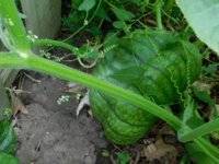 Tobacco seedlings 8-26-18 squash.jpg