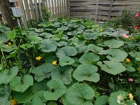 Tobacco seedlings 8-26-18 veggie squash 1.jpg