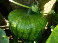 Tobacco seedlings 8-30-18 squash grown thru the fence.jpg