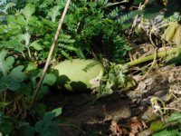 Tobacco seedlings 8-30-18 Fast growing Watermelon.jpg