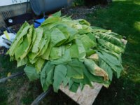 Tobacco seedlings 9-9-18 todays pickings.jpg