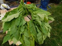 Tobacco seedlings 9-11-18 todays pickings.jpg