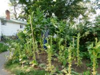 Tobacco Seedlings 9-16-17 175 Me & BCN.jpg