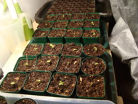 04 July 2020 Virgina  seedlings in my green house.JPG