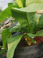 20200804_072941.jpg