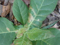 What plant disease is this 004.JPG