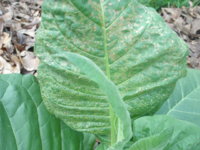 What plant disease is this 005.JPG