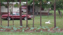 castor bean 2 005.jpg