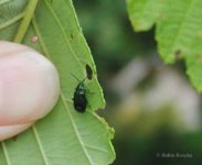 alder flea beetle adult.jpg