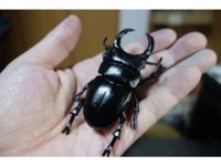 giant beetle.jpg