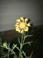57D39B2A-8CE5-4CC2-9372-AD5260BE89AC.jpeg