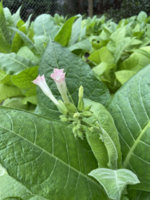 9EE74465-E963-41E1-8205-B586922A16CD.jpeg 9EE74465-E963-41E1-8205-B586922A16CD.jpeg