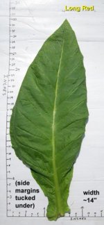 Garden20140828_1498_LongRed_leafSize_300.jpg