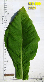 Garden20210805_5956_MD609_leafSize_300.jpg