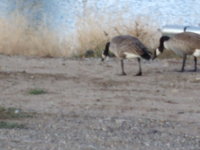 LaSalle 07  Construction-Geese 064 - Copy - Copy.jpg