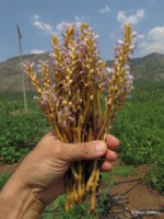 Orobanche ramosa (2).JPG