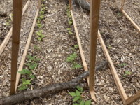 BeanStarts.jpg BeanStarts.jpg