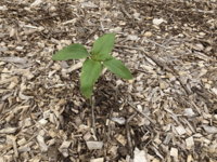 Sunflower.jpg Sunflower.jpg