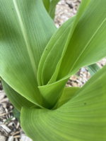 Corn1.jpg Corn1.jpg