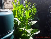 IMG_20220710_101056.jpg