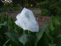 Flowers 005.JPG