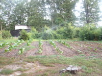 frontandbackgardens 004.JPG