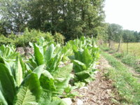 More 'baccer garden pics 012.JPG