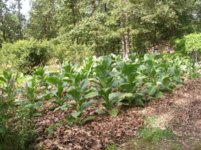 More 'baccer garden pics 014.jpg