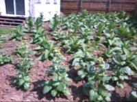 6-25-2013_0001.jpg