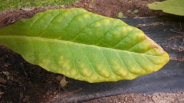 IMG_20130713_103049_578.jpg