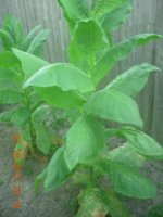 DSCN2928.jpg