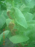 DSCN2930.jpg