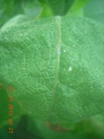 DSCN2931.jpg