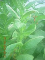 DSCN2932.jpg