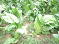 summer crop 007.JPG