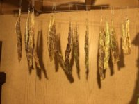 FC95B041-8B95-4D9E-8DB0-127AF0D00AB3.jpeg FC95B041-8B95-4D9E-8DB0-127AF0D00AB3.jpeg