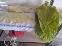 YellowLeaf&456_20230602.jpg YellowLeaf&456_20230602.jpg